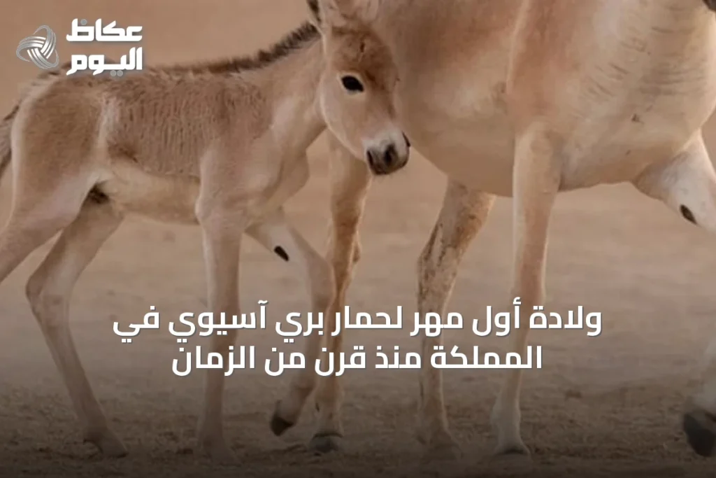 ولادة أول مهر لحمار بري آسيوي في المملكة منذ قرن من الزمان