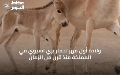 ولادة أول مهر لحمار بري آسيوي في المملكة منذ قرن من الزمان