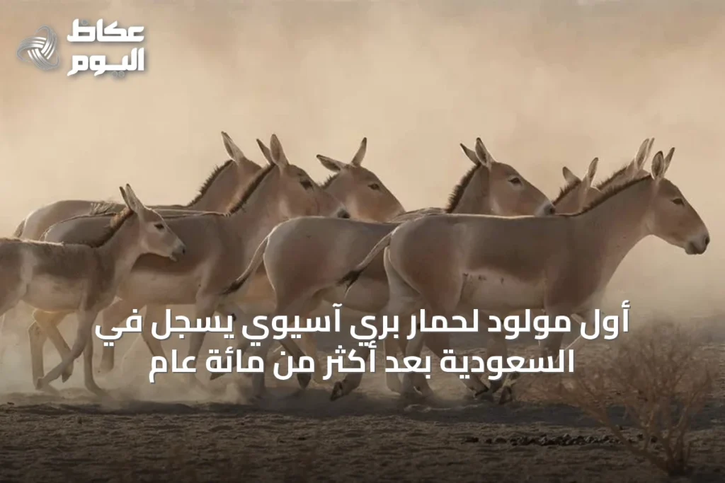 أول مولود لحمار بري آسيوي يسجل في السعودية بعد أكثر من مائة عام