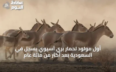 أول مولود لحمار بري آسيوي يسجل في السعودية بعد أكثر من مائة عام