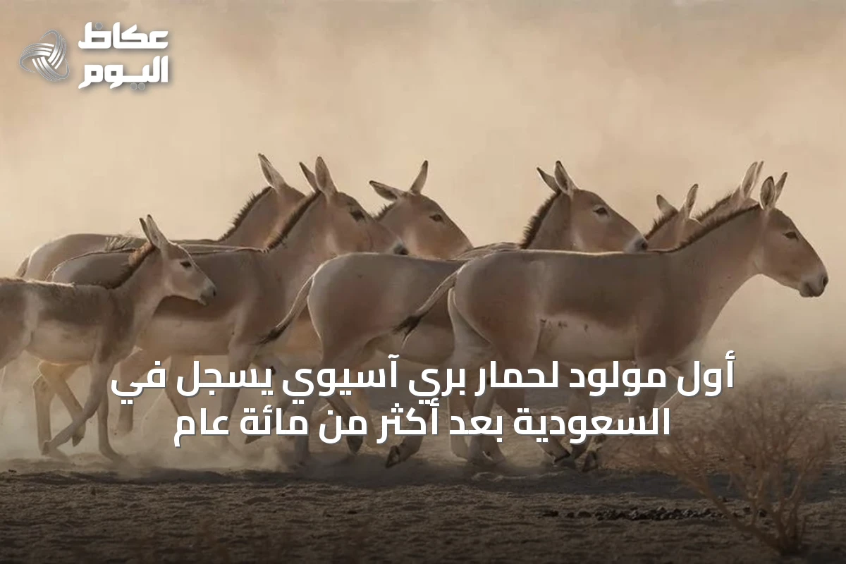 أول مولود لحمار بري آسيوي يسجل في السعودية بعد أكثر من مائة عام