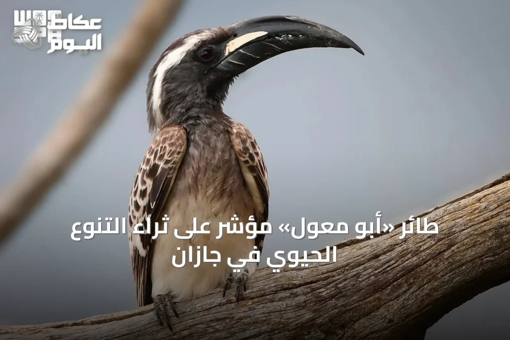 طائر «أبو معول» مؤشر على ثراء التنوع الحيوي في جازان