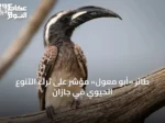 طائر «أبو معول» مؤشر على ثراء التنوع الحيوي في جازان
