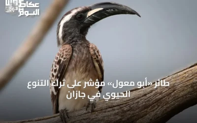 طائر «أبو معول» مؤشر على ثراء التنوع الحيوي في جازان
