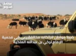 ضبط مواطن لارتكابه مخالفة رعي في محمية الإمام تركي بن عبدالله الملكية