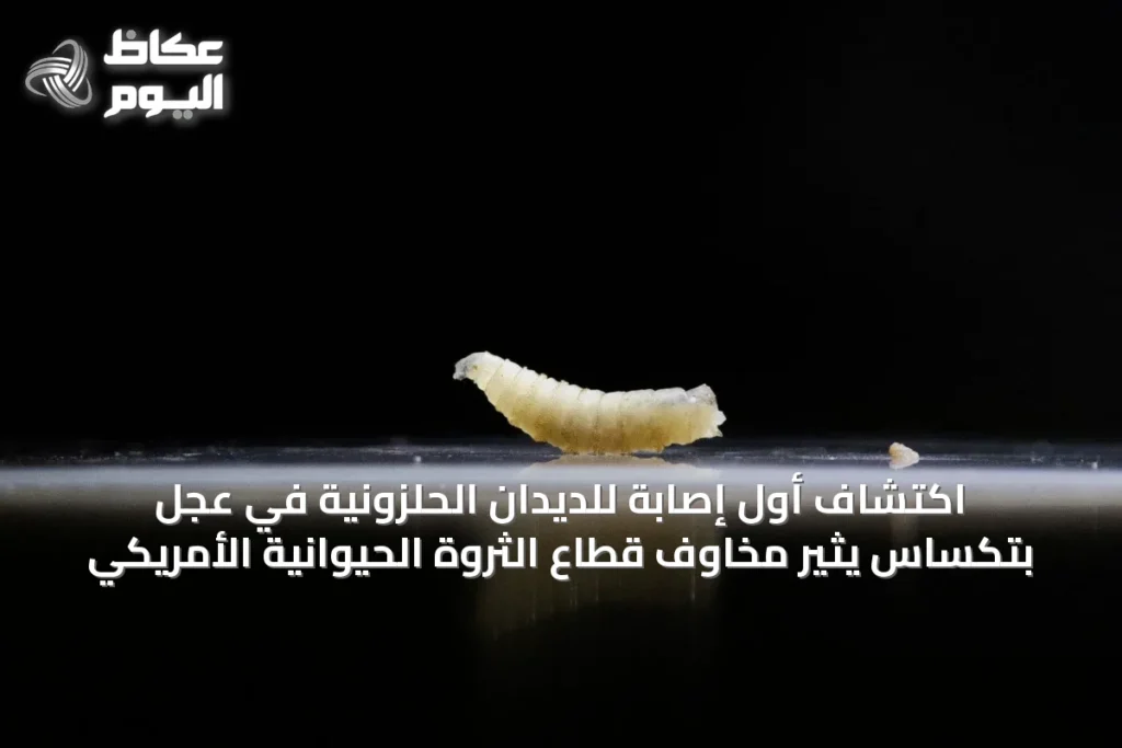 اكتشاف أول إصابة للديدان الحلزونية في عجل بتكساس يثير مخاوف قطاع الثروة الحيوانية الأمريكي