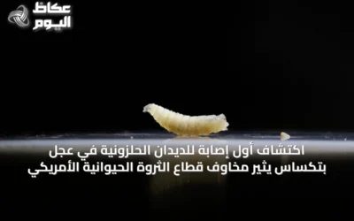 اكتشاف أول إصابة للديدان الحلزونية في عجل بتكساس يثير مخاوف قطاع الثروة الحيوانية الأمريكي