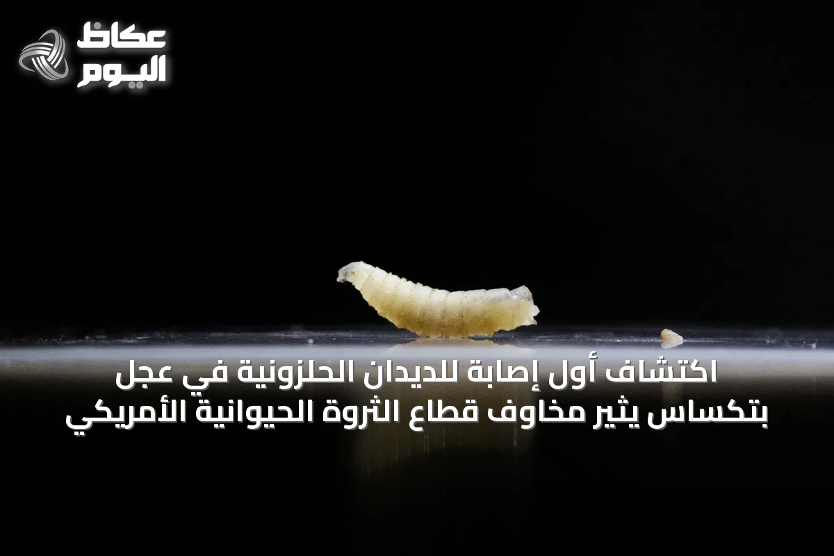 اكتشاف أول إصابة للديدان الحلزونية في عجل بتكساس يثير مخاوف قطاع الثروة الحيوانية الأمريكي