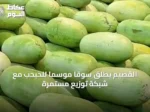 القصيم يطلق سوقاً موسماً للحبحب مع شبكة توزيع مستمرة