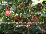 الباحة تحتضن أول مدينة قهوة لتعزيز قيمة البن السعودي