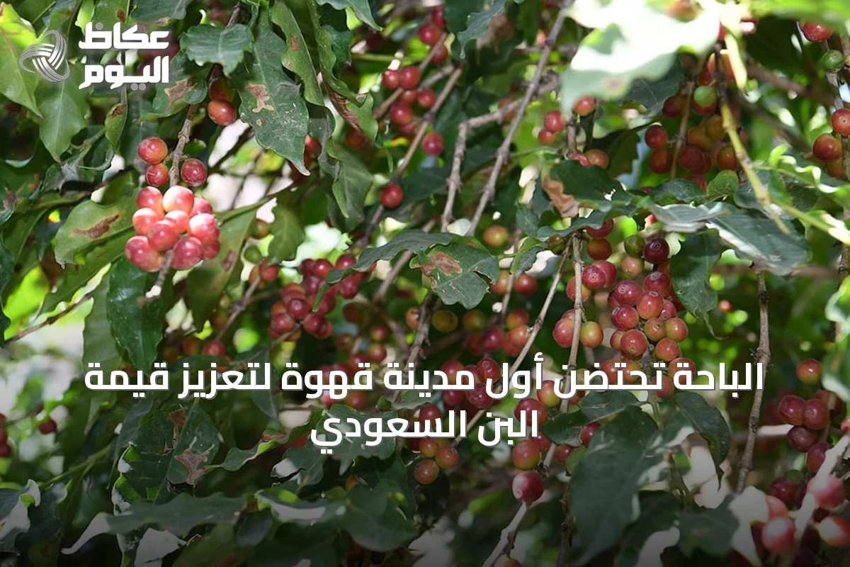 الباحة تحتضن أول مدينة قهوة لتعزيز قيمة البن السعودي