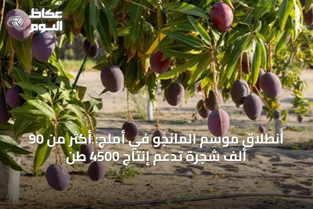 انطلاق موسم المانجو في أملج: أكثر من 90 ألف شجرة تدعم إنتاج 4500 طن