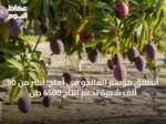 انطلاق موسم المانجو في أملج: أكثر من 90 ألف شجرة تدعم إنتاج 4500 طن