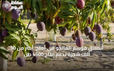 انطلاق موسم المانجو في أملج: أكثر من 90 ألف شجرة تدعم إنتاج 4500 طن