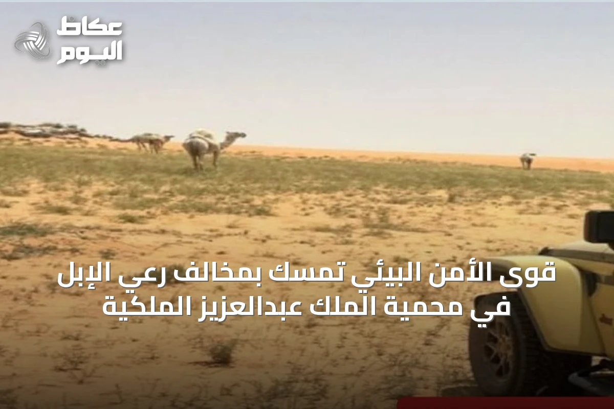 قوى الأمن البيئي تمسّك بمخالف رعي الإبل في محمية الملك عبدالعزيز الملكية