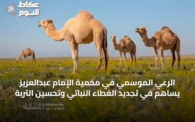 الرعي الموسمي في محمية الإمام عبدالعزيز يساهم في تجديد الغطاء النباتي وتحسين التربة