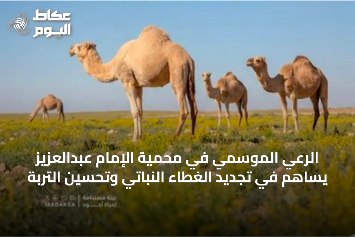 الرعي الموسمي في محمية الإمام عبدالعزيز يساهم في تجديد الغطاء النباتي وتحسين التربة