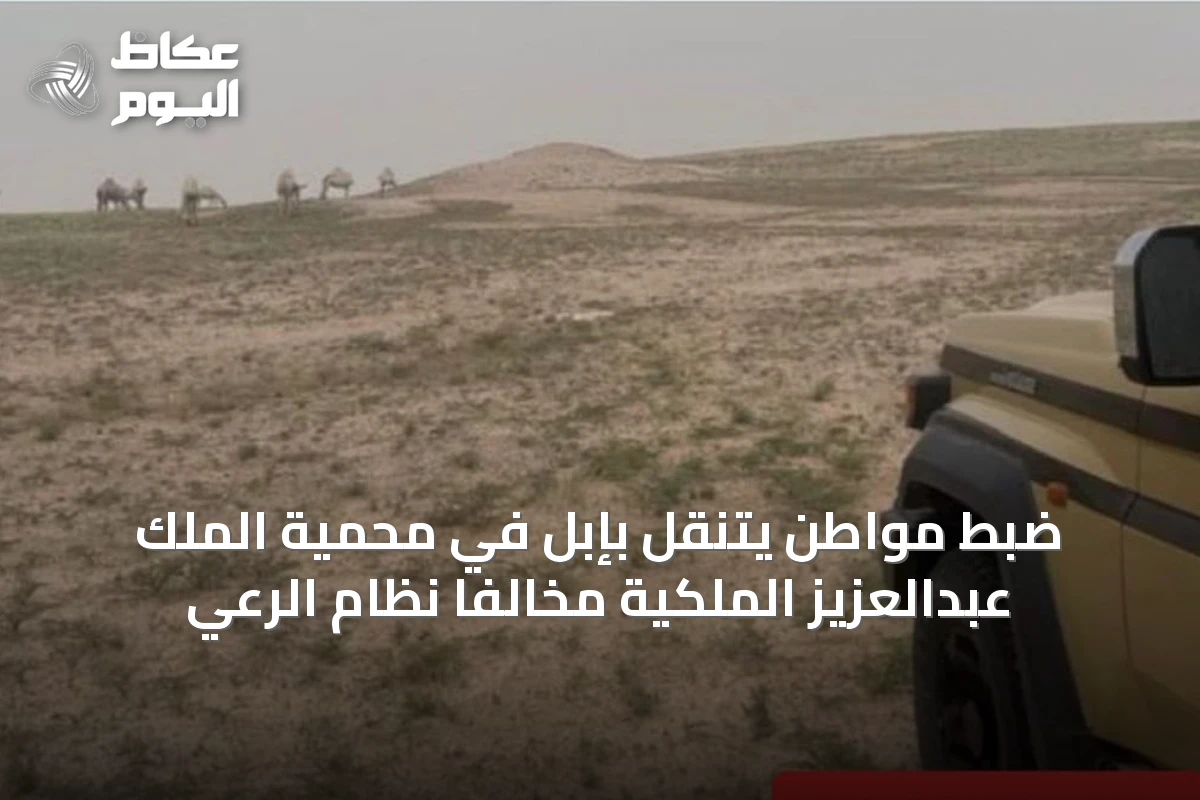 ضبط مواطن يتنقّل بإبل في محمية الملك عبدالعزيز الملكية مخالفاً نظام الرعي