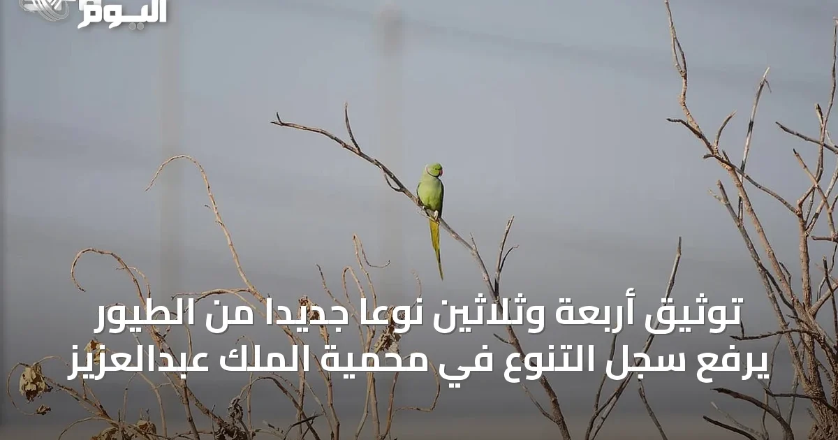 توثيق أربعة وثلاثين نوعًا جديدًا من الطيور يرفع سجل التنوع في محمية الملك عبدالعزيز