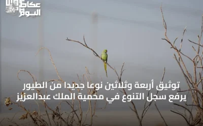 توثيق أربعة وثلاثين نوعًا جديدًا من الطيور يرفع سجل التنوع في محمية الملك عبدالعزيز