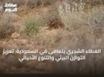 الغطاء الشجري يتعافى في السعودية: تعزيز التوازن البيئي والتنوع الأحيائي