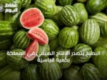 البطيخ يتصدر الإنتاج الصيفي في المملكة بكمية قياسية