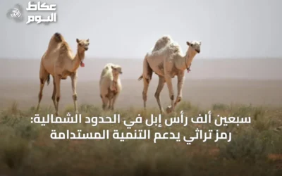سبعين ألف رأس إبل في الحدود الشمالية: رمز تراثي يدعم التنمية المستدامة