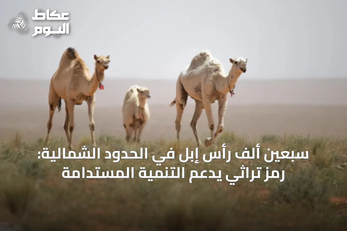 سبعين ألف رأس إبل في الحدود الشمالية: رمز تراثي يدعم التنمية المستدامة