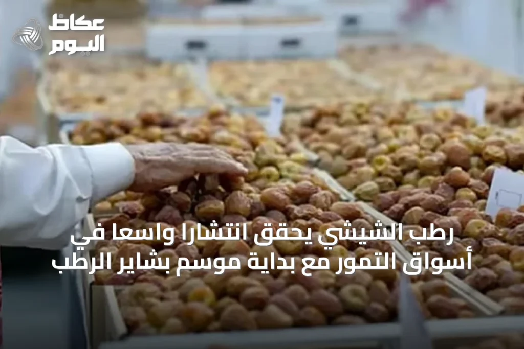رطب الشيشي يحقق انتشارًا واسعًا في أسواق التمور مع بداية موسم بشاير الرطب