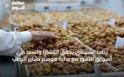 رطب الشيشي يحقق انتشارًا واسعًا في أسواق التمور مع بداية موسم بشاير الرطب