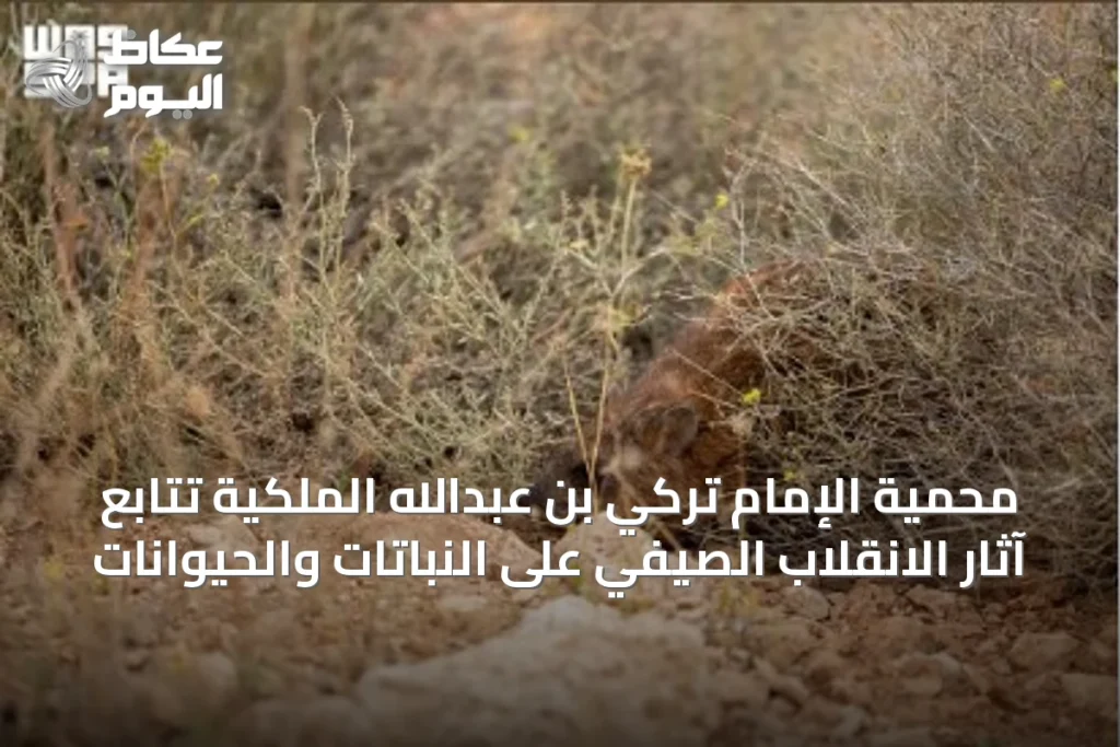 محمية الإمام تركي بن عبدالله الملكية تتابع آثار الانقلاب الصيفي على النباتات والحيوانات