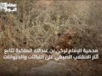 محمية الإمام تركي بن عبدالله الملكية تتابع آثار الانقلاب الصيفي على النباتات والحيوانات