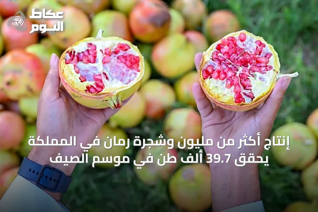 إنتاج أكثر من مليون وشجرة رمان في المملكة يحقق 39.7 ألف طن في موسم الصيف