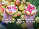 إنتاج أكثر من مليون وشجرة رمان في المملكة يحقق 39.7 ألف طن في موسم الصيف