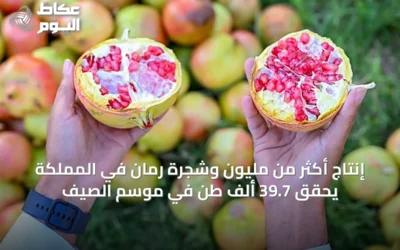 إنتاج أكثر من مليون وشجرة رمان في المملكة يحقق 39.7 ألف طن في موسم الصيف
