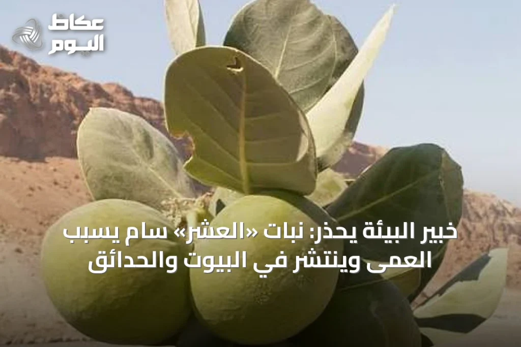 خبير البيئة يحذر: نبات «العشر» سام يسبب العمى وينتشر في البيوت والحدائق