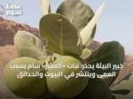 خبير البيئة يحذر: نبات «العشر» سام يسبب العمى وينتشر في البيوت والحدائق