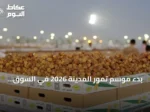 بدء موسم تمور المدينة 2026 في السوق المركزي يوم الاثنين