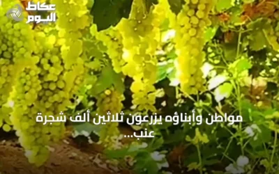 مواطن وأبناؤه يزرعون ثلاثين ألف شجرة عنب ويحققون ربع مليون صندوق سنوياً في القصيم
