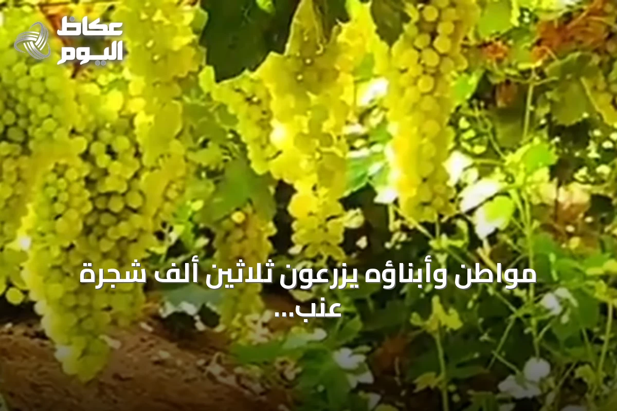 مواطن وأبناؤه يزرعون ثلاثين ألف شجرة عنب ويحققون ربع مليون صندوق سنوياً في القصيم