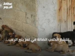 انتشار الكلاب الضالة في تعز يثير الرعب.. 540 حالة عض و4 وفيات بداء الكلب