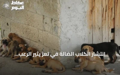 انتشار الكلاب الضالة في تعز يثير الرعب.. 540 حالة عض و4 وفيات بداء الكلب