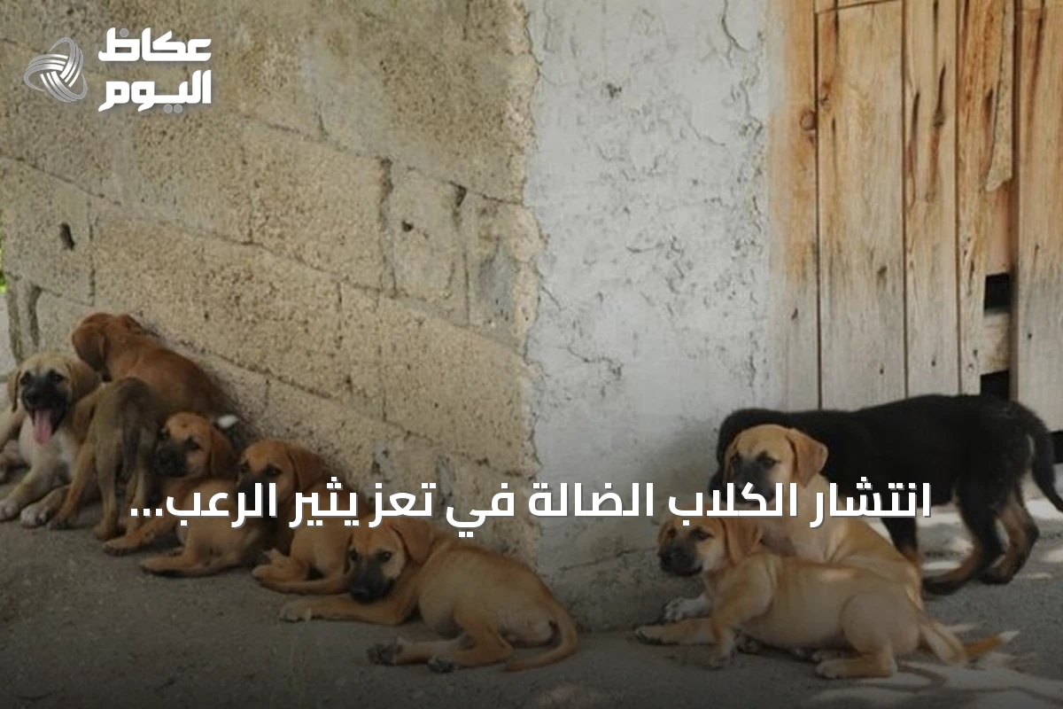 انتشار الكلاب الضالة في تعز يثير الرعب.. 540 حالة عض و4 وفيات بداء الكلب