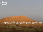 نبات النصي يكسو كثبان عرق الأشياخ جنوب رفحاء ويزيد الغطاء النباتي