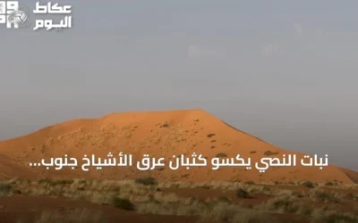 نبات النصي يكسو كثبان عرق الأشياخ جنوب رفحاء ويزيد الغطاء النباتي