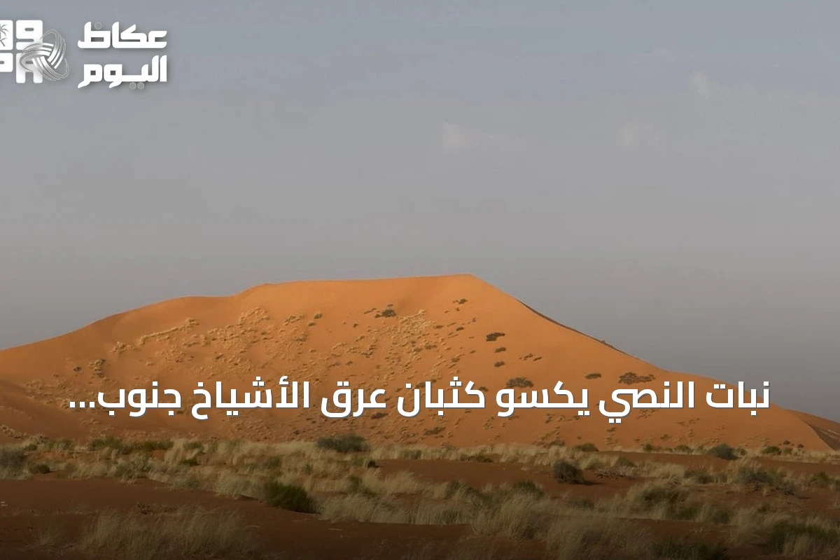 نبات النصي يكسو كثبان عرق الأشياخ جنوب رفحاء ويزيد الغطاء النباتي