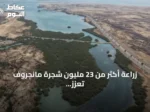 زراعة أكثر من 23 مليون شجرة مانجروف تعزز استدامة السواحل في جازان