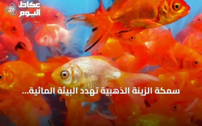 سمكة الزينة الذهبية تهدد البيئة المائية الكندية.. حملة توعية واسعة في ألبرتا