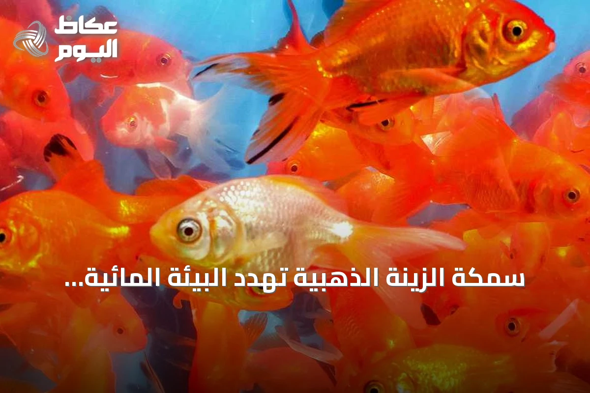سمكة الزينة الذهبية تهدد البيئة المائية الكندية.. حملة توعية واسعة في ألبرتا