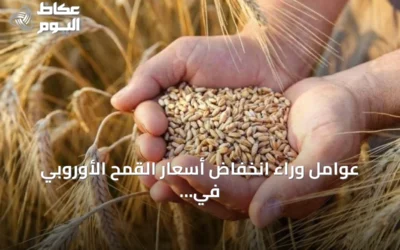 عوامل وراء انخفاض أسعار القمح الأوروبي في التعاملات اليومية